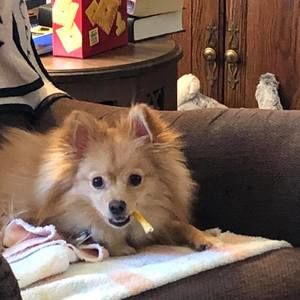 Meet your Posher, Toby